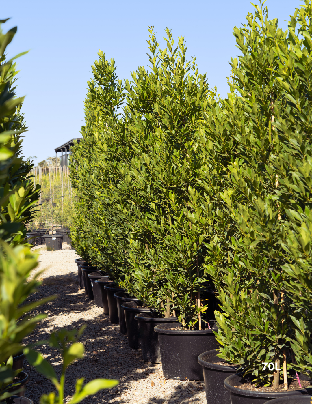 Laurus nobilis 'Miles Choice' - Bay Tree - Evergreen Trees Direct
