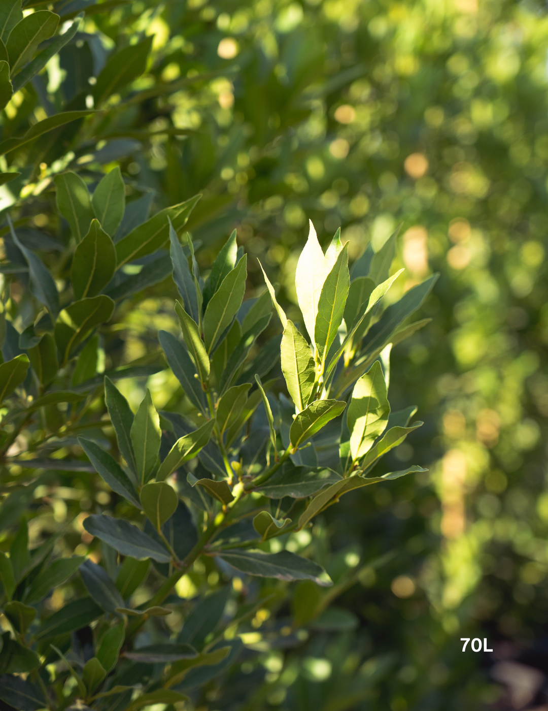 Laurus nobilis 'Miles Choice' - Bay Tree - Evergreen Trees Direct