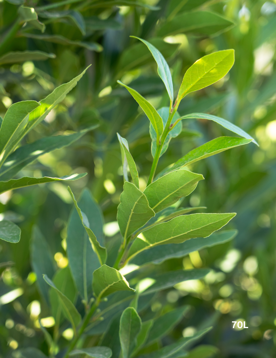 Laurus nobilis 'Miles Choice' - Bay Tree - Evergreen Trees Direct