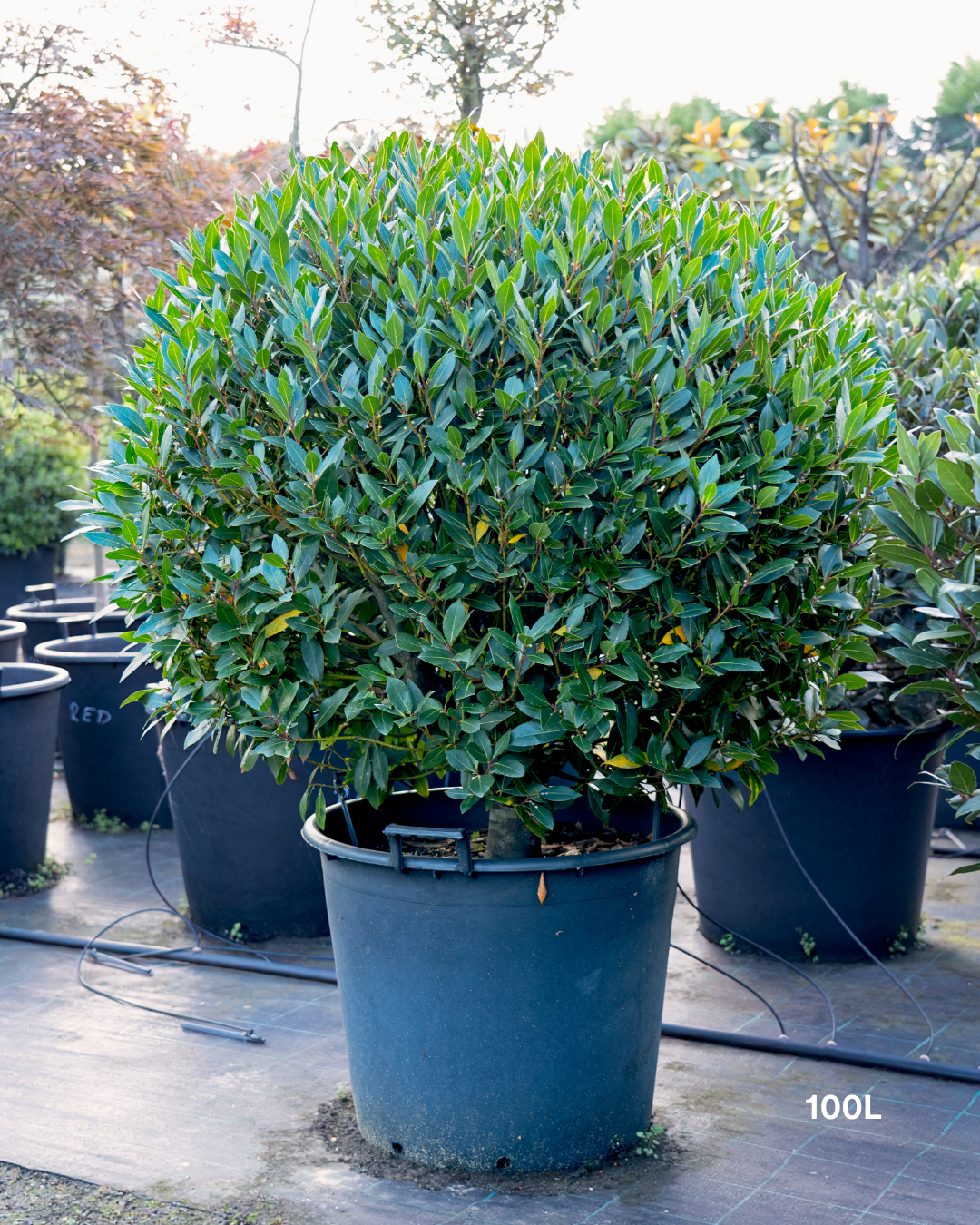 Laurus nobilis Bay Tree - Topiary Forms