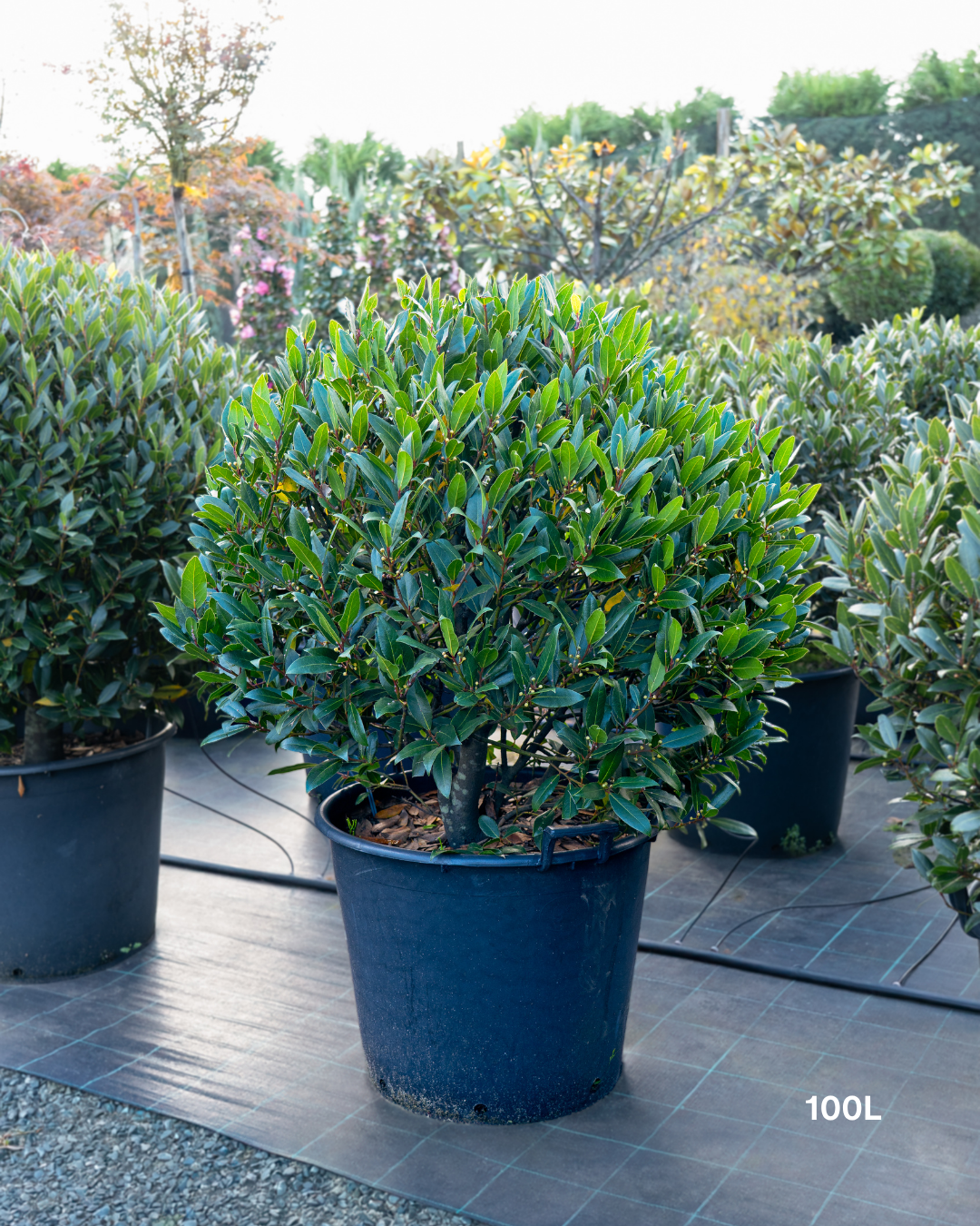 Laurus nobilis Bay Tree - Topiary Forms