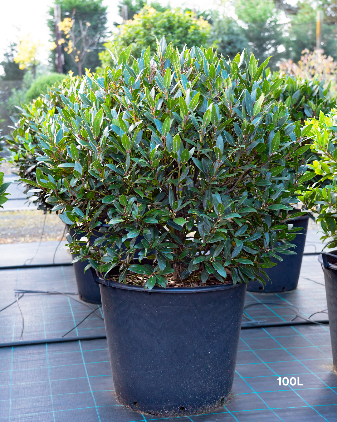 Laurus nobilis Bay Tree - Topiary Forms