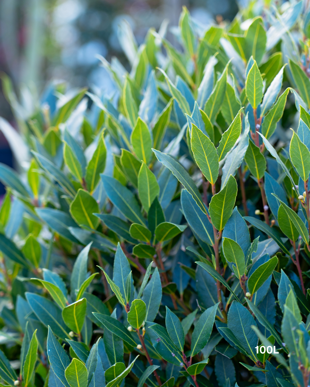 Laurus nobilis Bay Tree - Topiary Forms