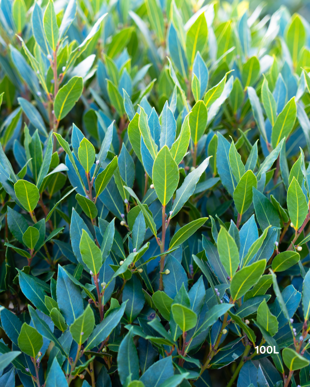 Laurus nobilis Bay Tree - Topiary Forms