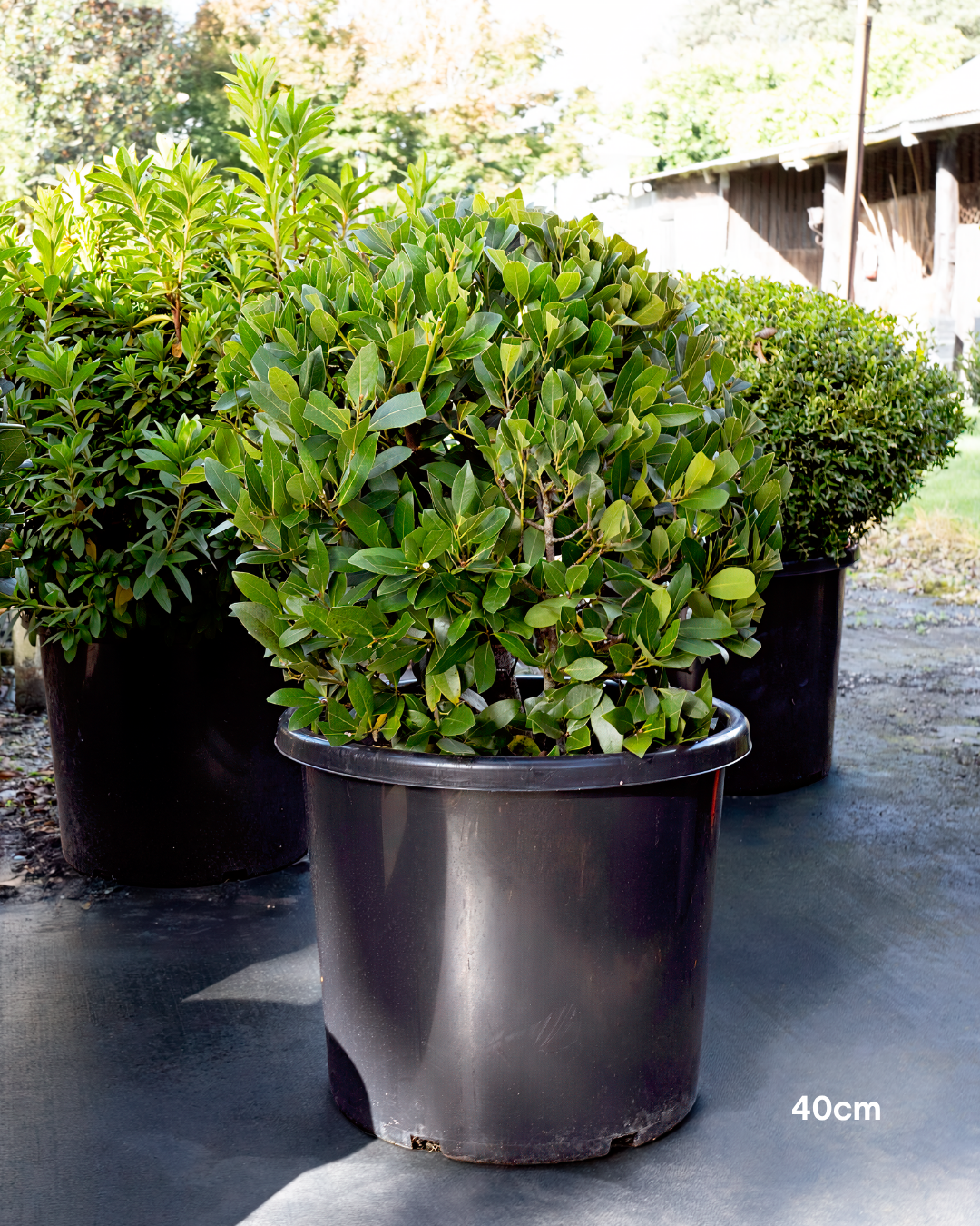 Laurus nobilis Bay Tree - Topiary Forms