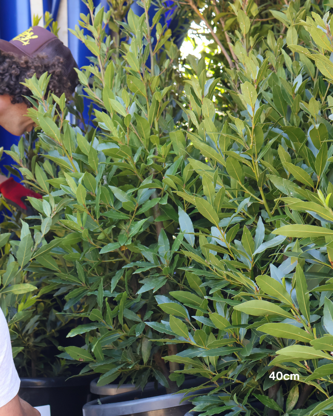 Laurus nobilis 'Miles Choice' Bay Tree