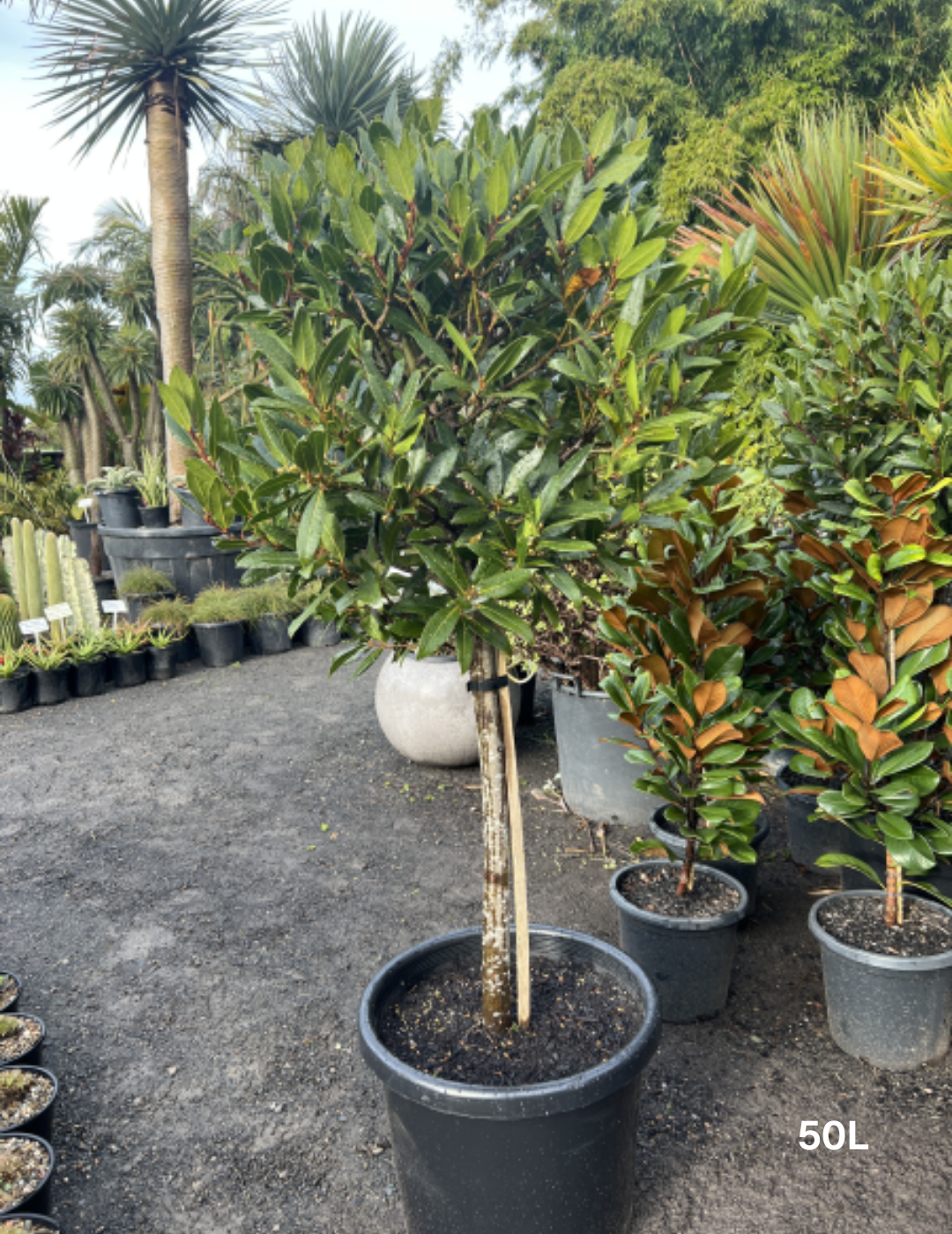Laurus nobilis Standards