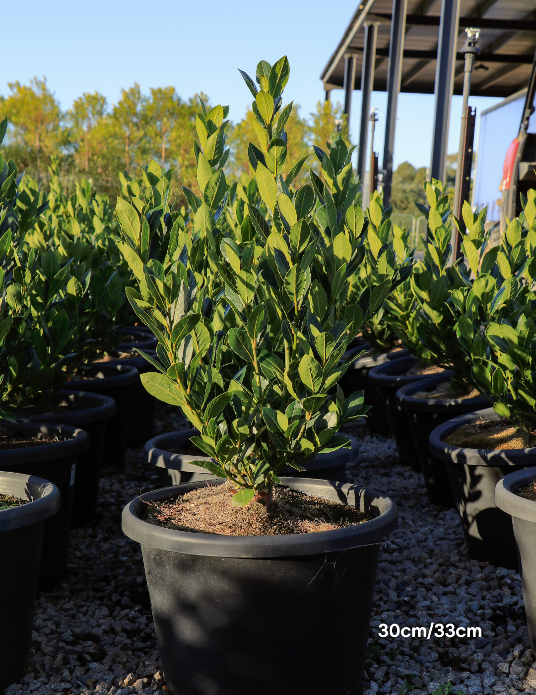 Laurus nobilis 'Baby Bay' - Evergreen Trees Direct