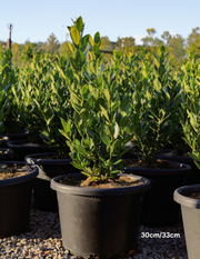 Laurus nobilis 'Baby Bay' - Evergreen Trees Direct