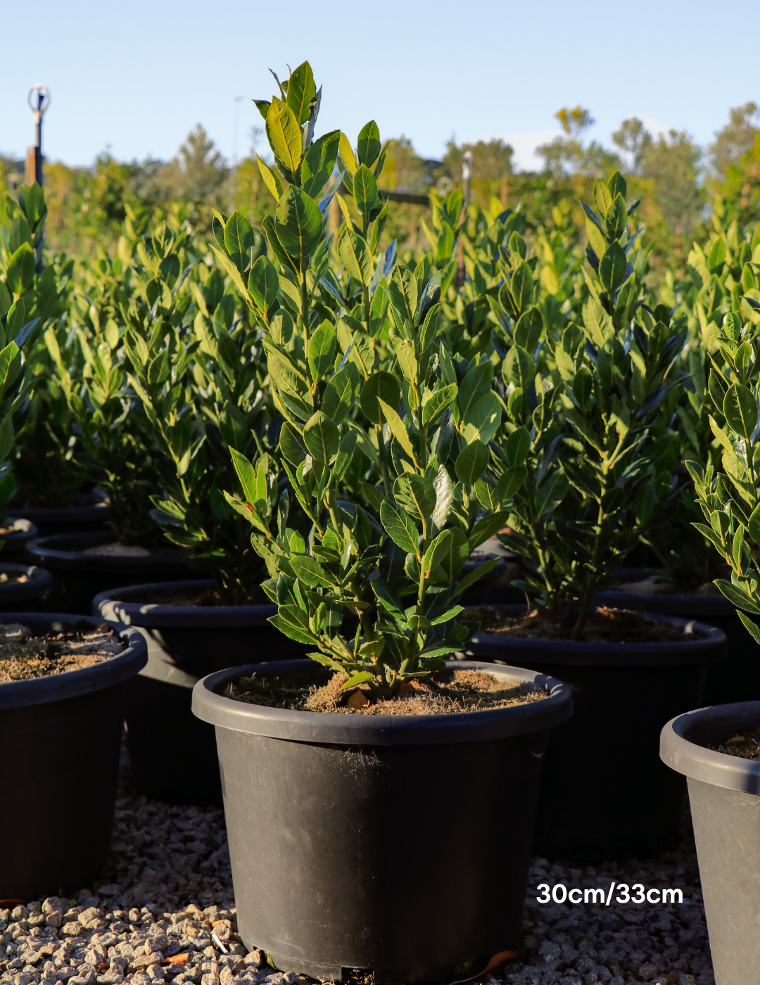 Laurus nobilis 'Baby Bay' - Evergreen Trees Direct