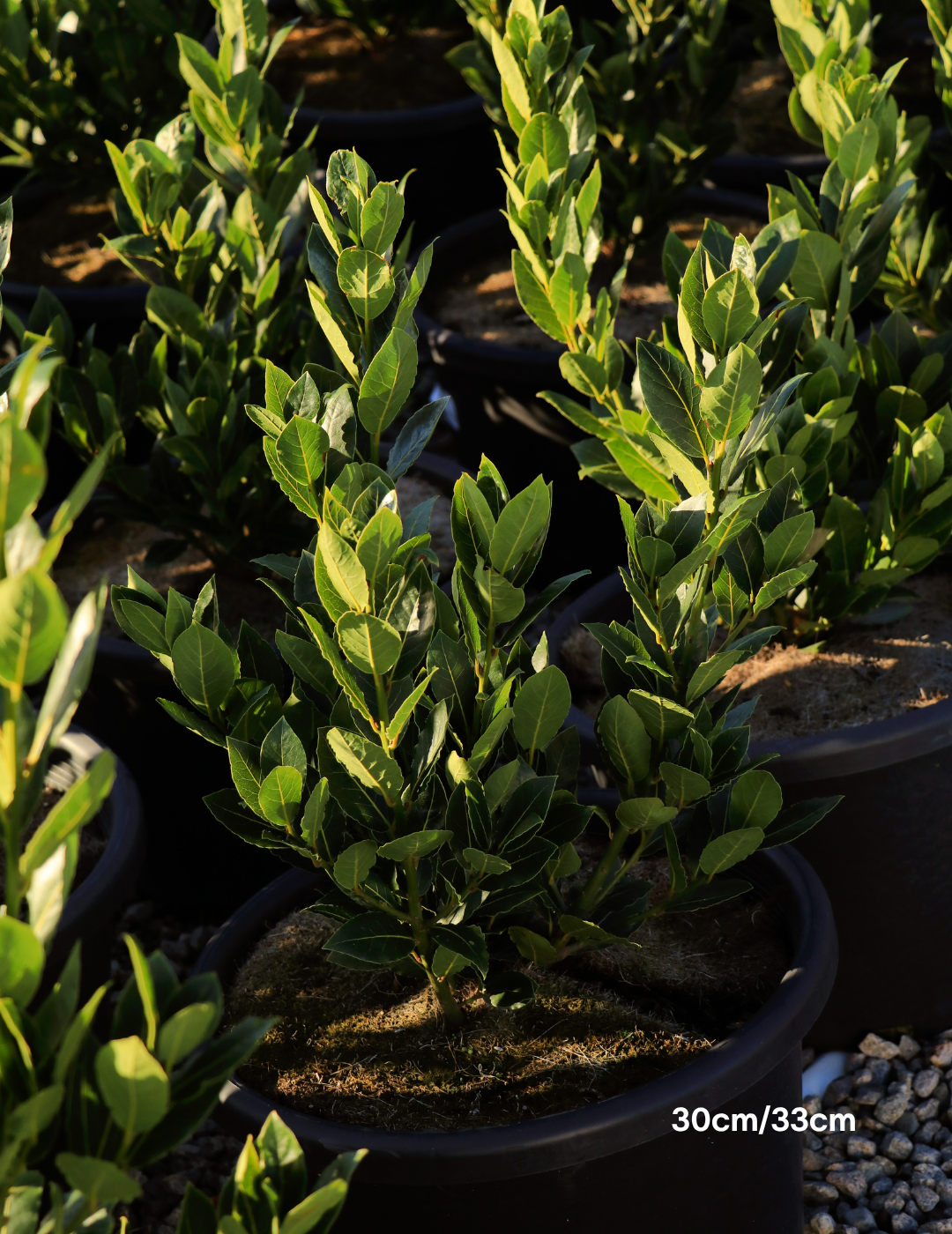 Laurus nobilis 'Baby Bay' - Evergreen Trees Direct