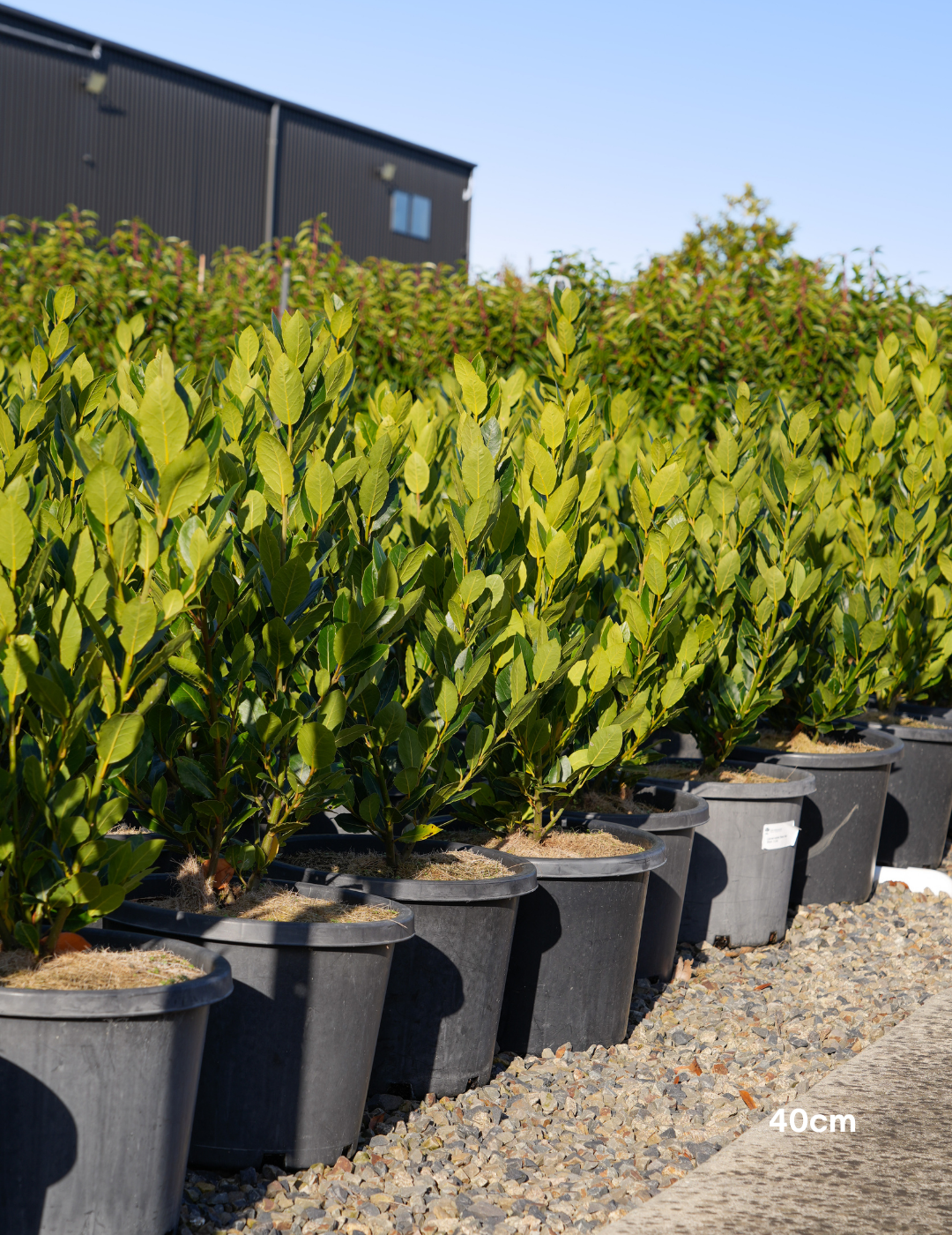 Laurus nobilis 'Baby Bay' - Evergreen Trees Direct