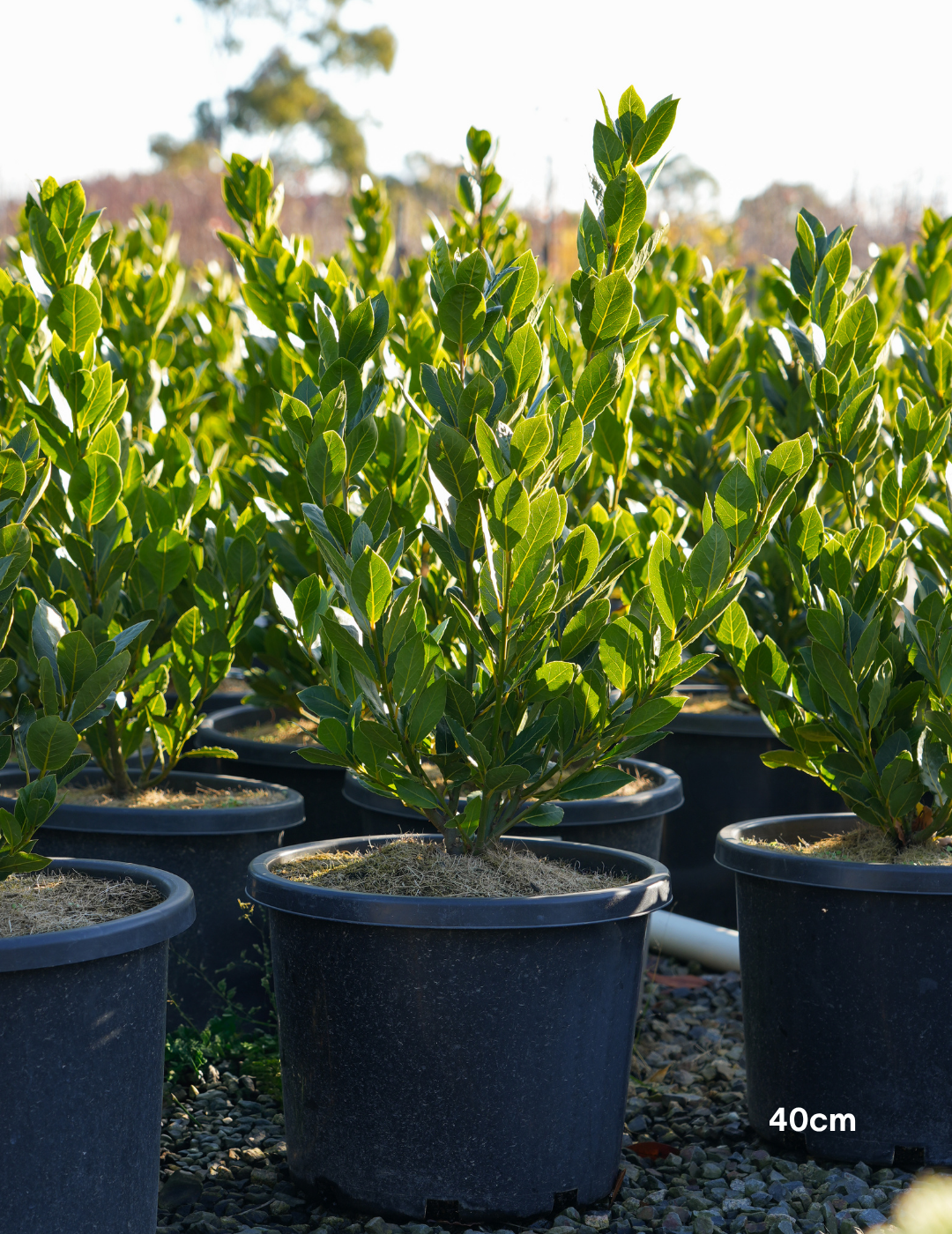 Laurus nobilis 'Baby Bay' - Evergreen Trees Direct