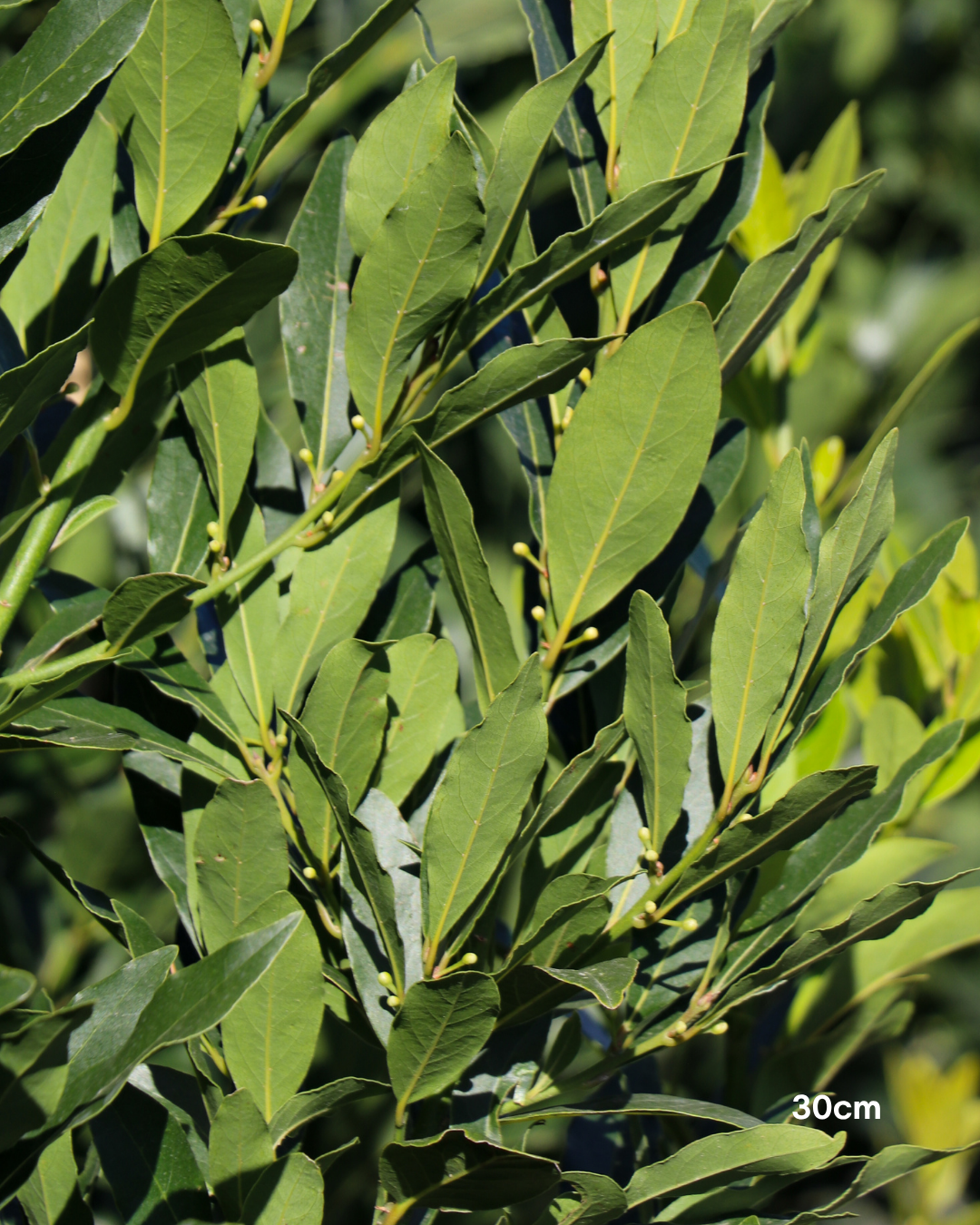 Laurus nobilis Bay Tree - Topiary Forms