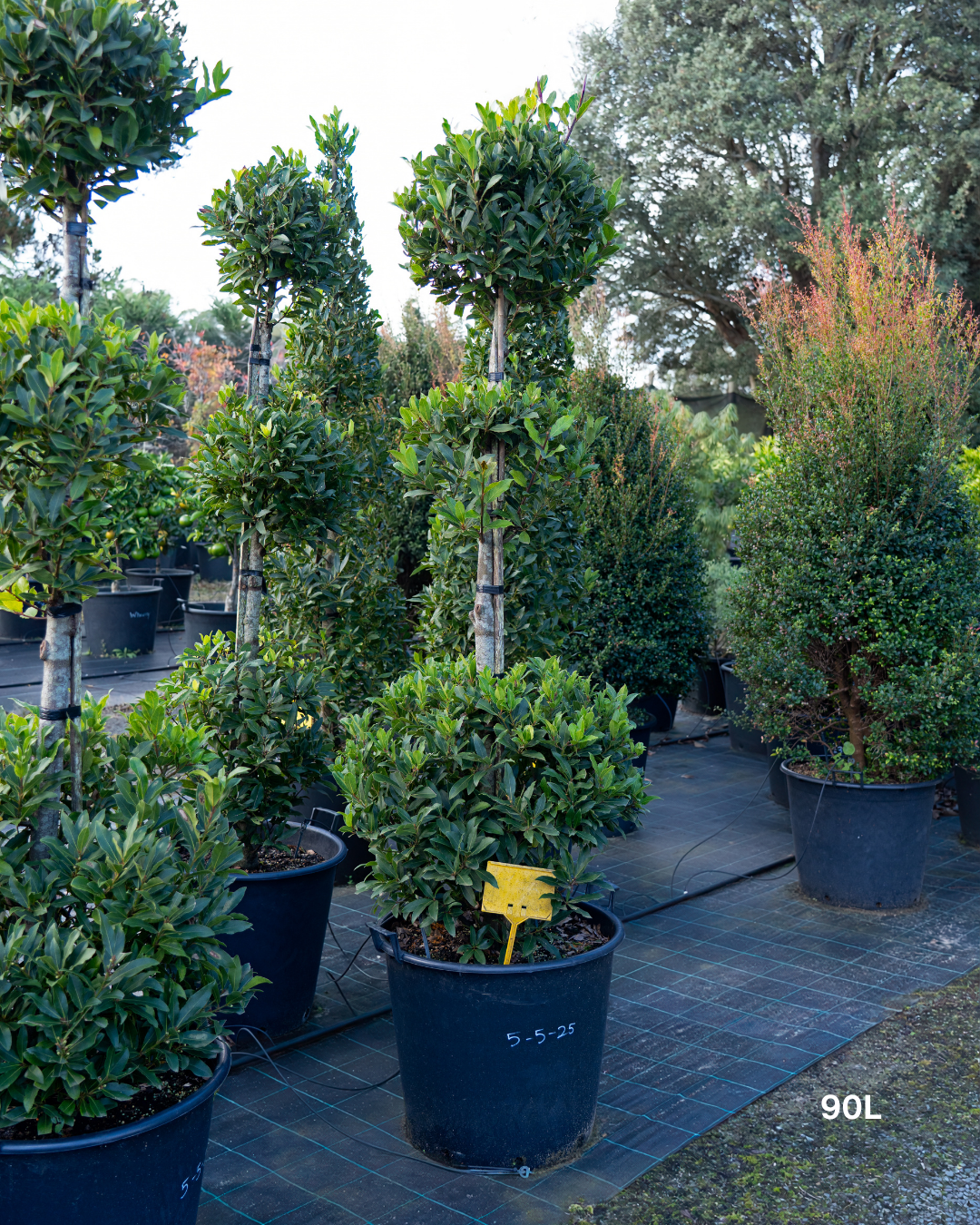 Laurus nobilis Bay Tree - Topiary Forms