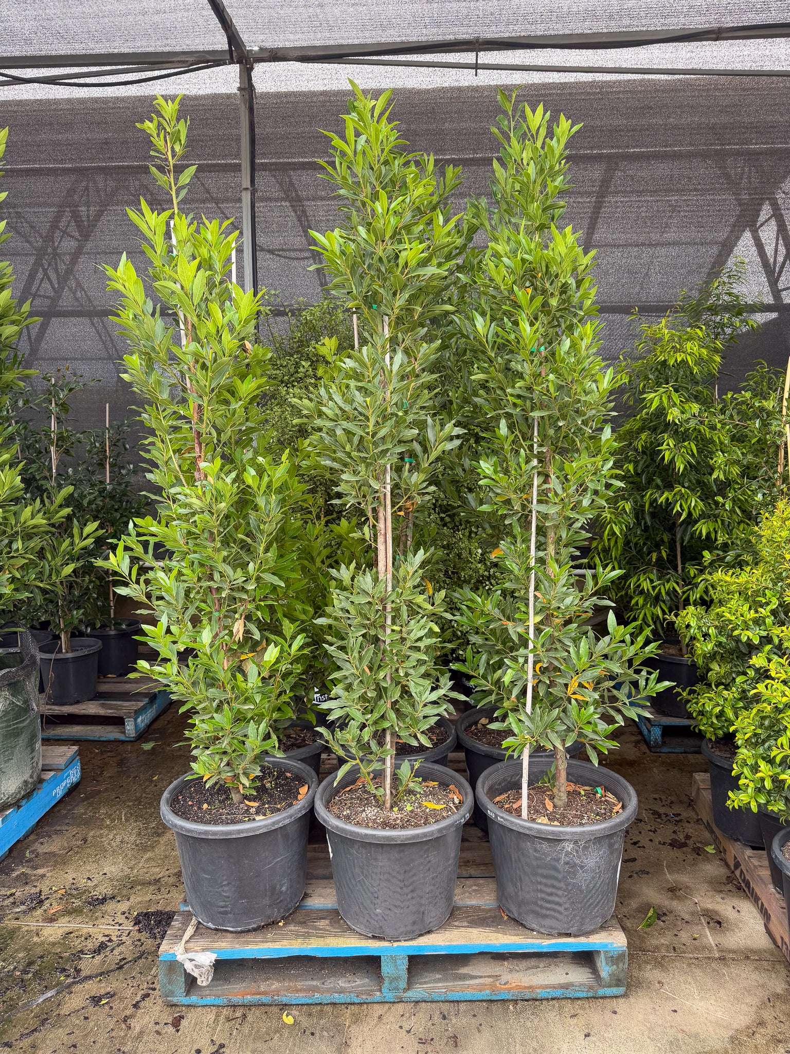 Laurus nobilis 'Miles Choice' - Bay Tree - DECEMBER SALE