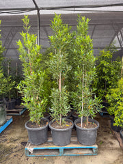 Laurus nobilis 'Miles Choice' - Bay Tree - DECEMBER SALE