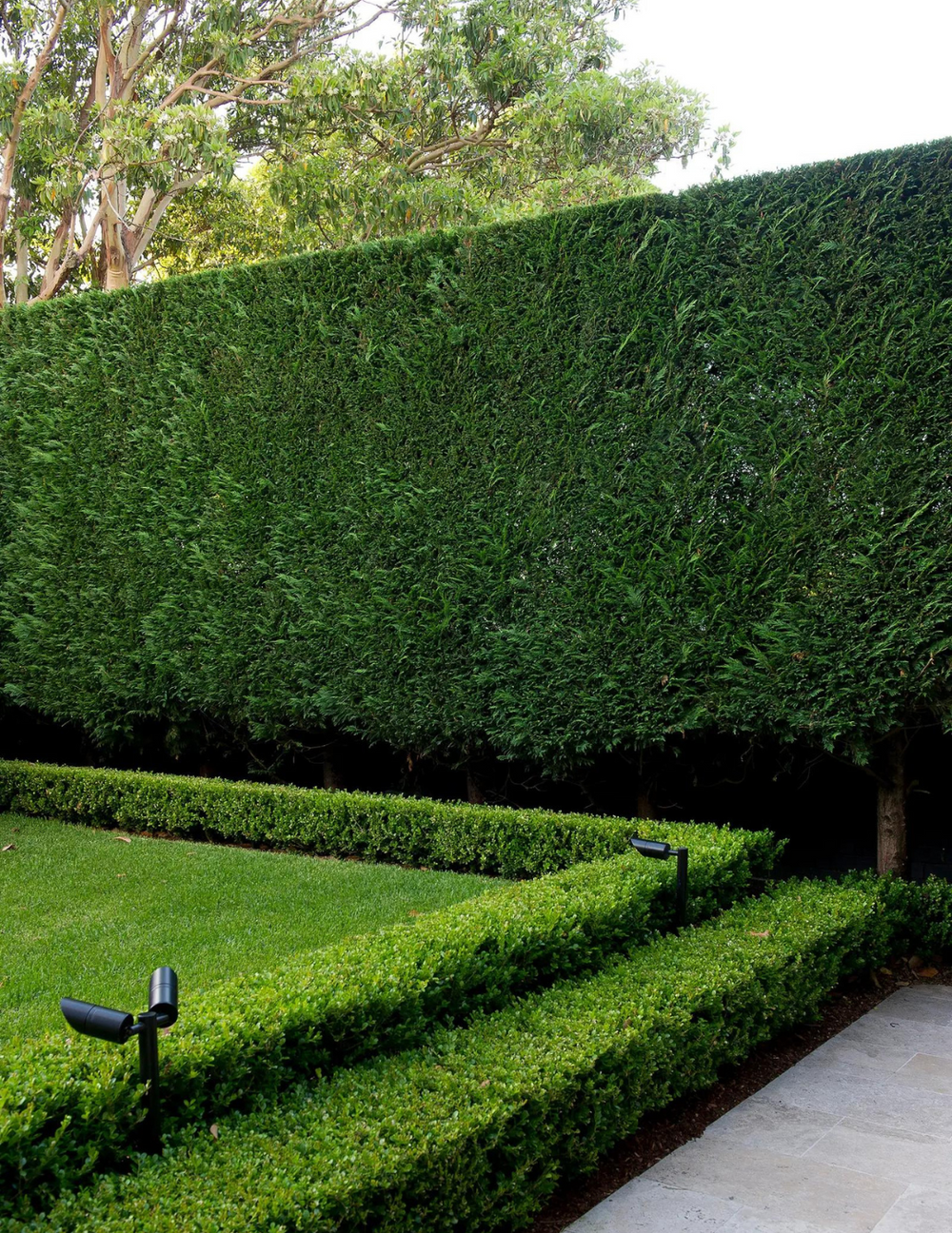 Cupressus leylandii 'Leighton Green'