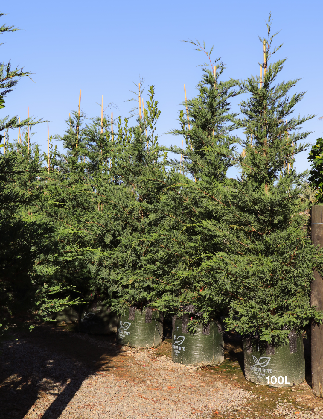Cupressus leylandii 'Leighton Green' - Evergreen Trees Direct