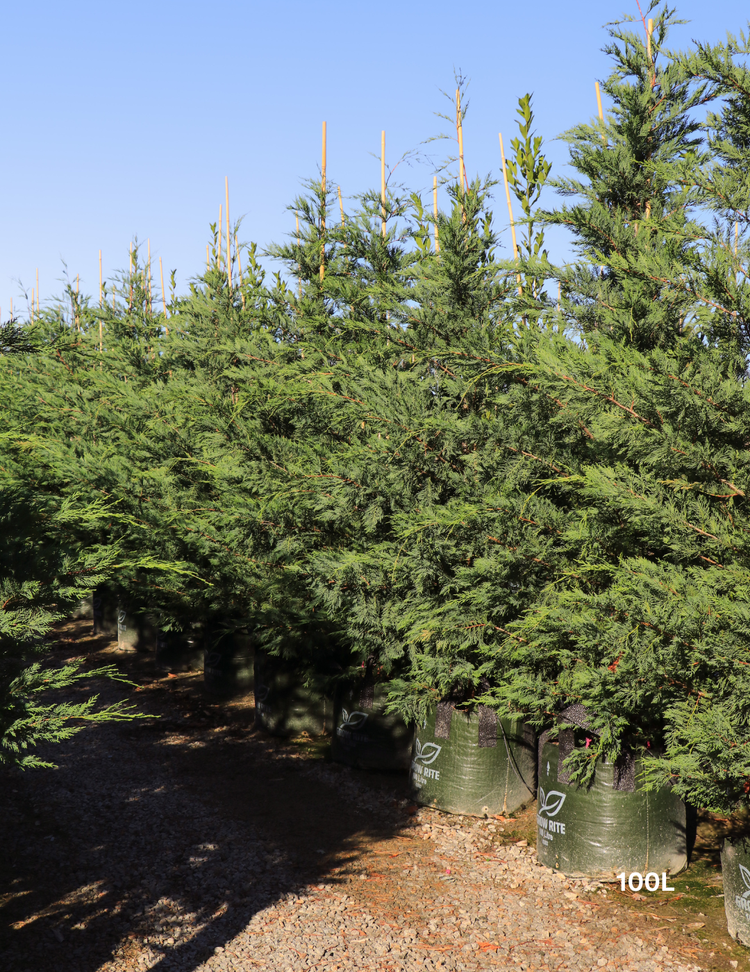 Cupressus leylandii 'Leighton Green' - Evergreen Trees Direct
