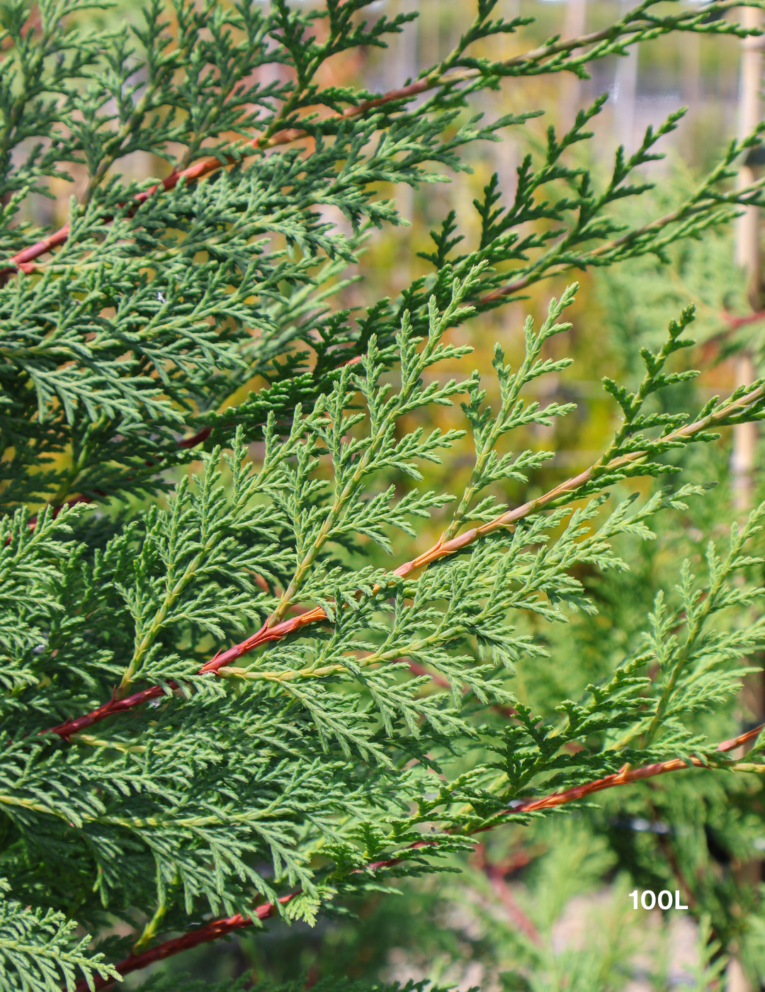 Cupressus leylandii 'Leighton Green' - Evergreen Trees Direct