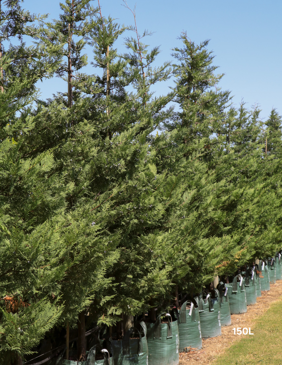 Cupressus leylandii 'Leighton Green' - Evergreen Trees Direct