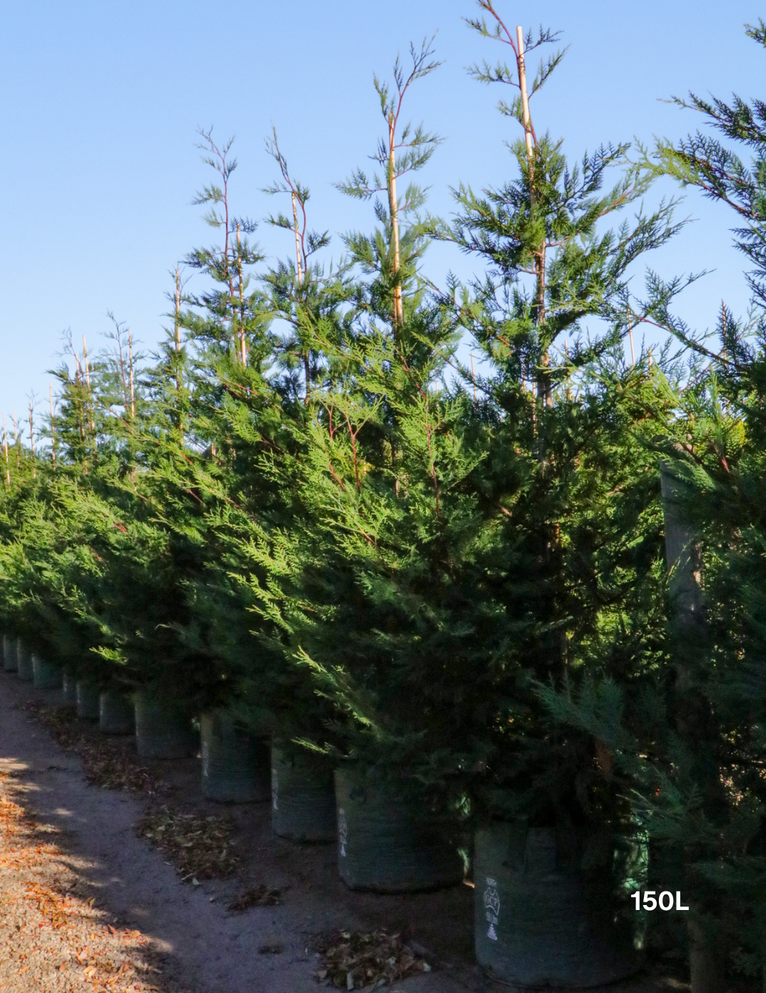 Cupressus leylandii 'Leighton Green' - Evergreen Trees Direct