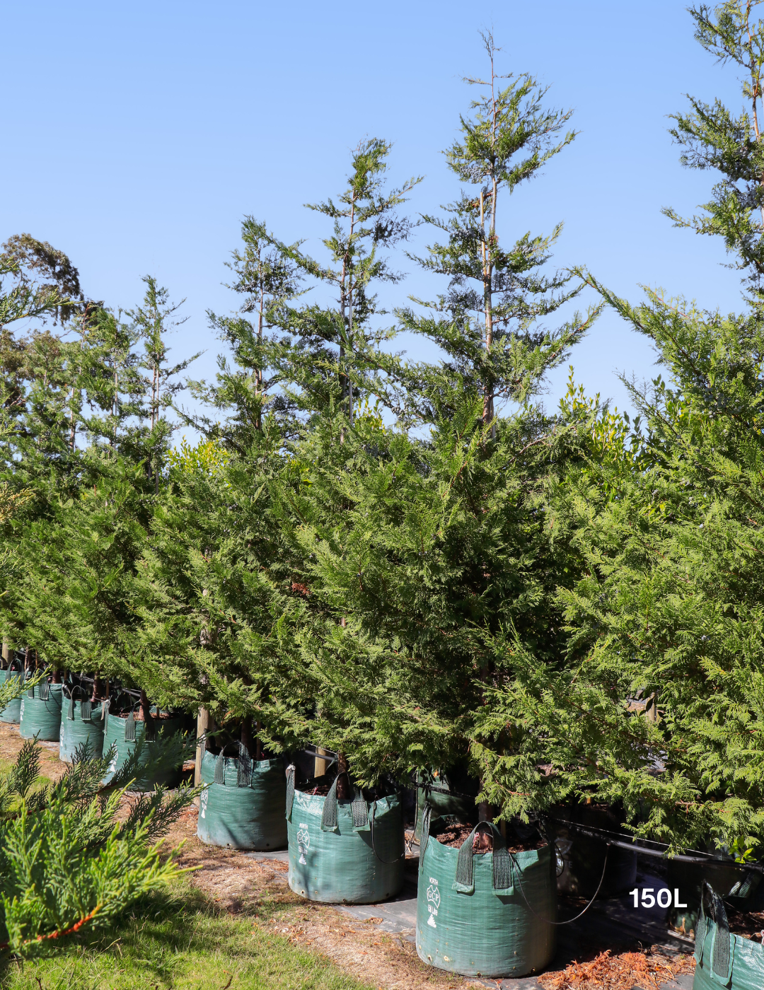 Cupressus leylandii 'Leighton Green'