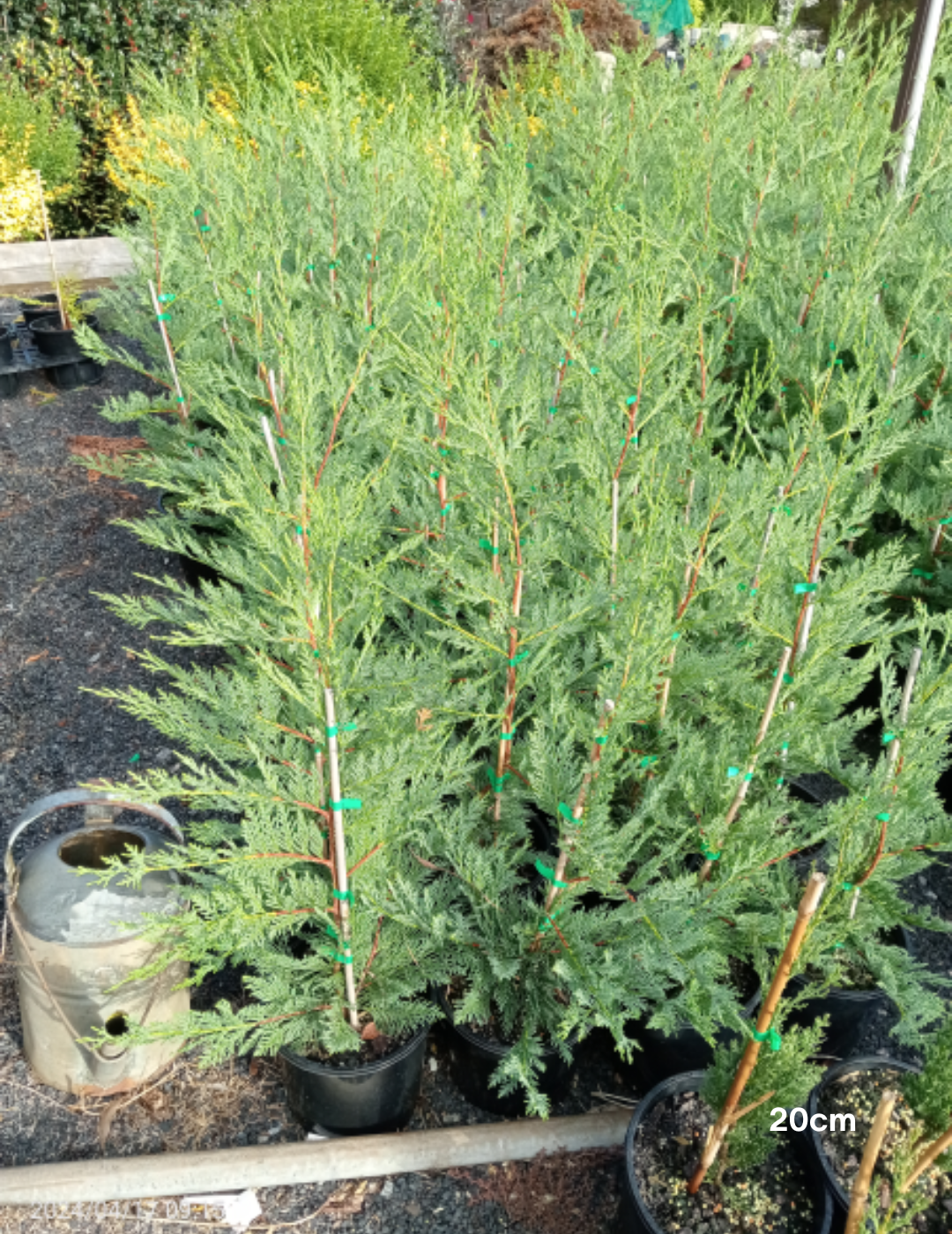 Cupressus leylandii 'Leighton Green' - Evergreen Trees Direct