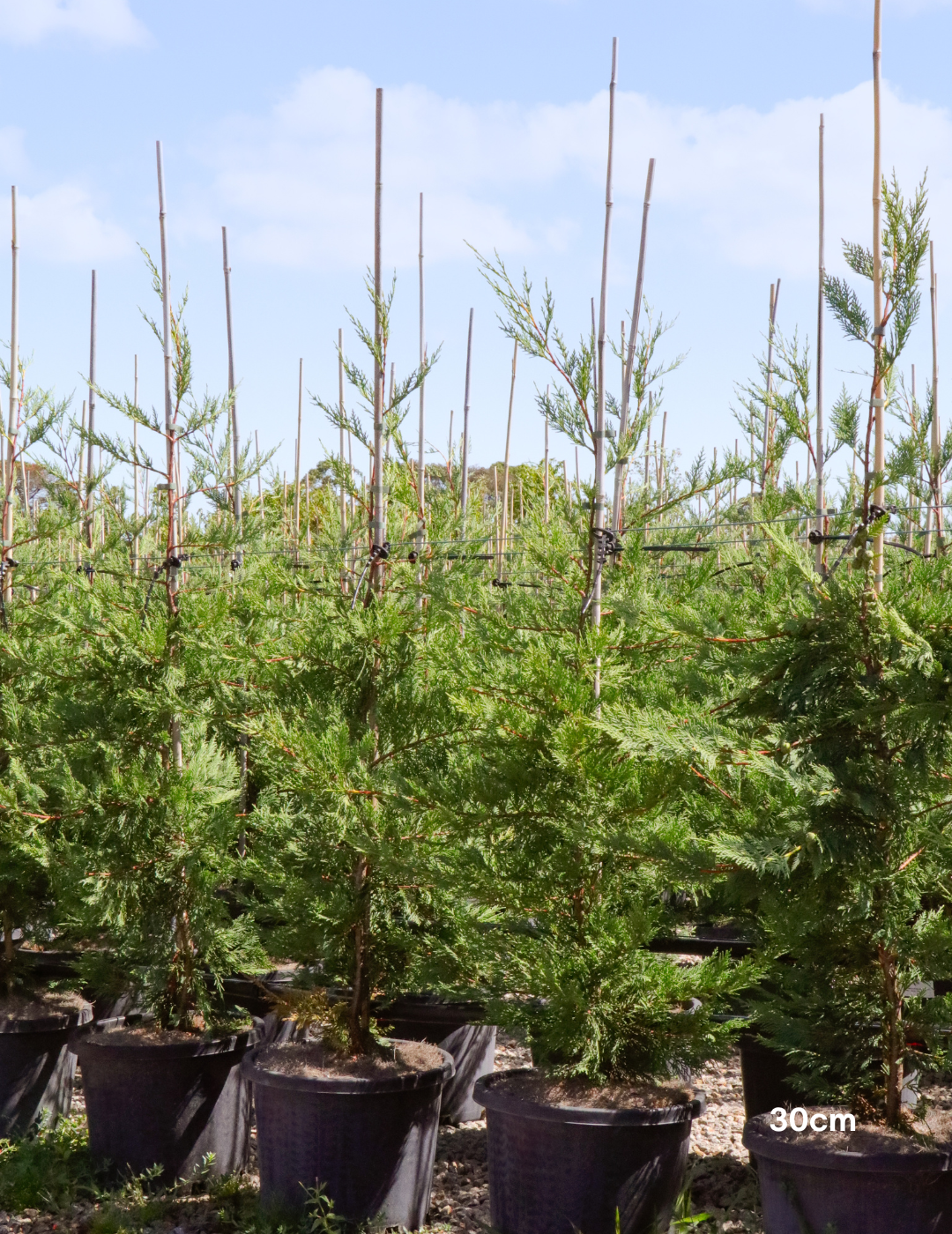 Cupressus leylandii 'Leighton Green' - Evergreen Trees Direct