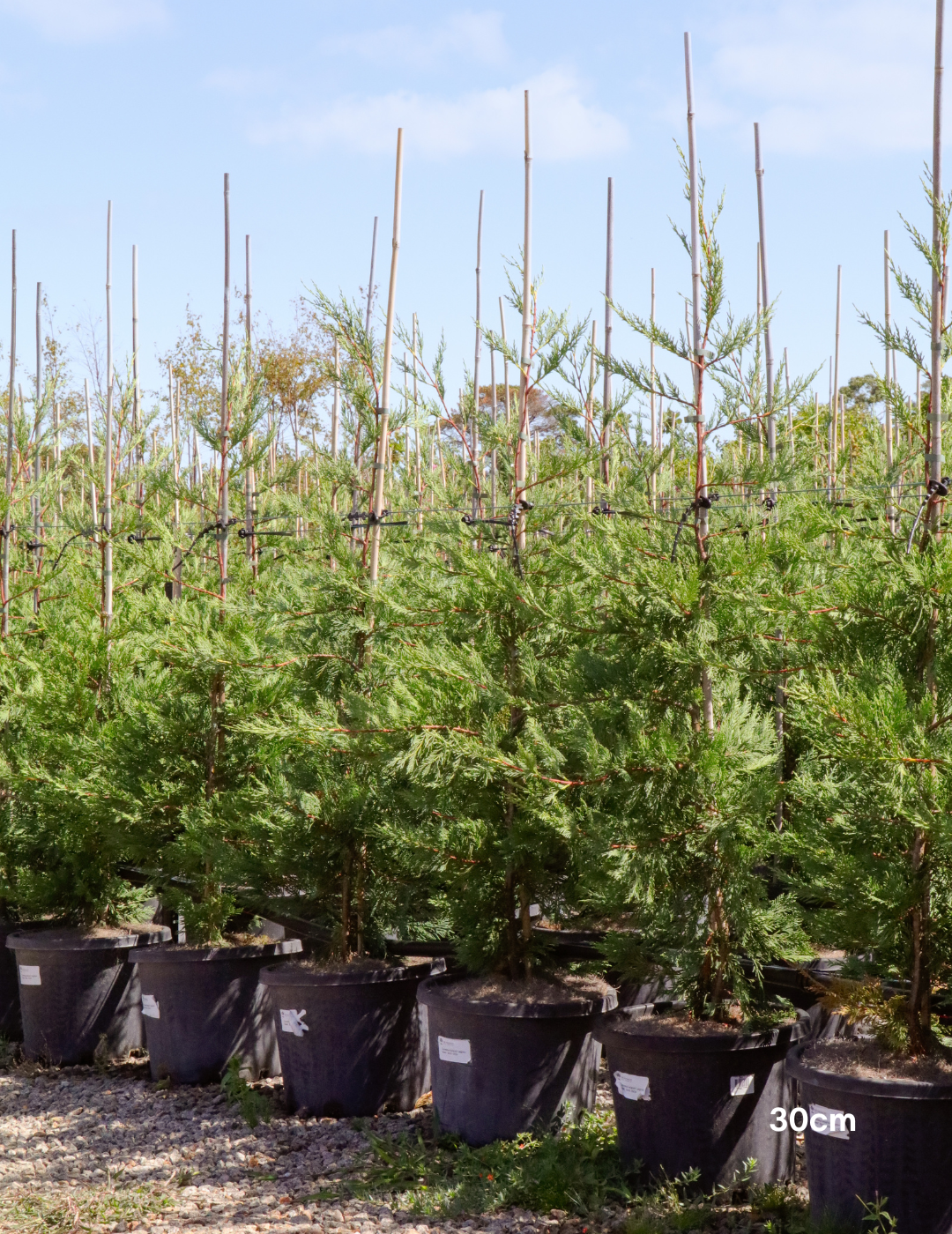 Cupressus leylandii 'Leighton Green' - Evergreen Trees Direct