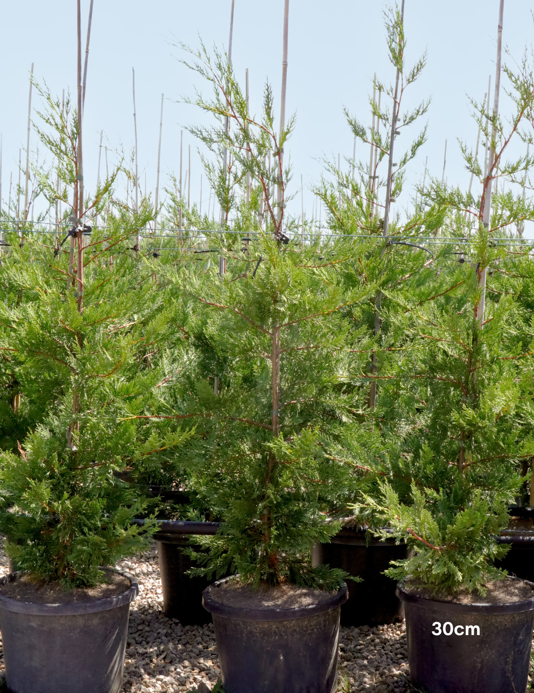 Cupressus leylandii 'Leighton Green' - Evergreen Trees Direct