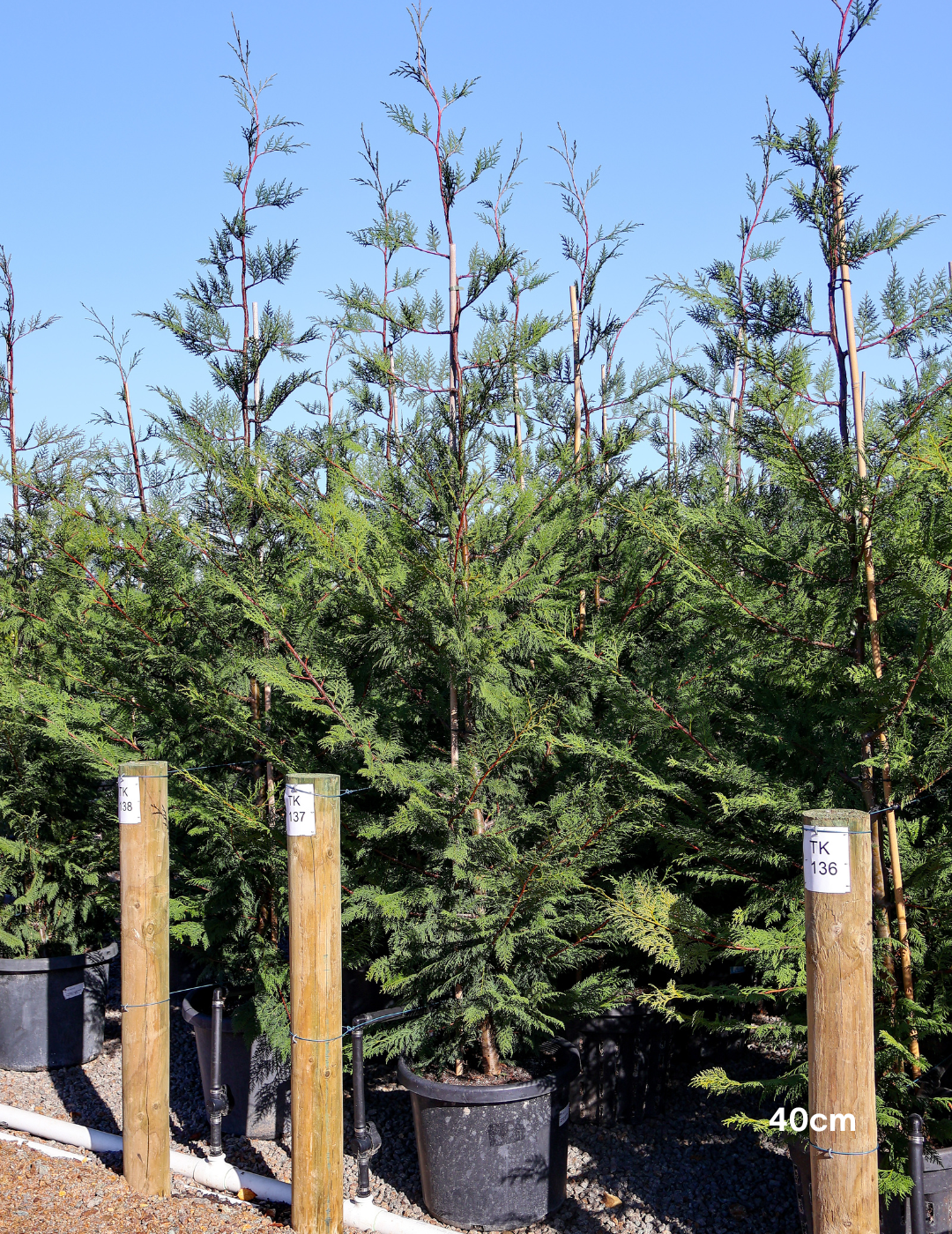 Cupressus leylandii 'Leighton Green' - Evergreen Trees Direct