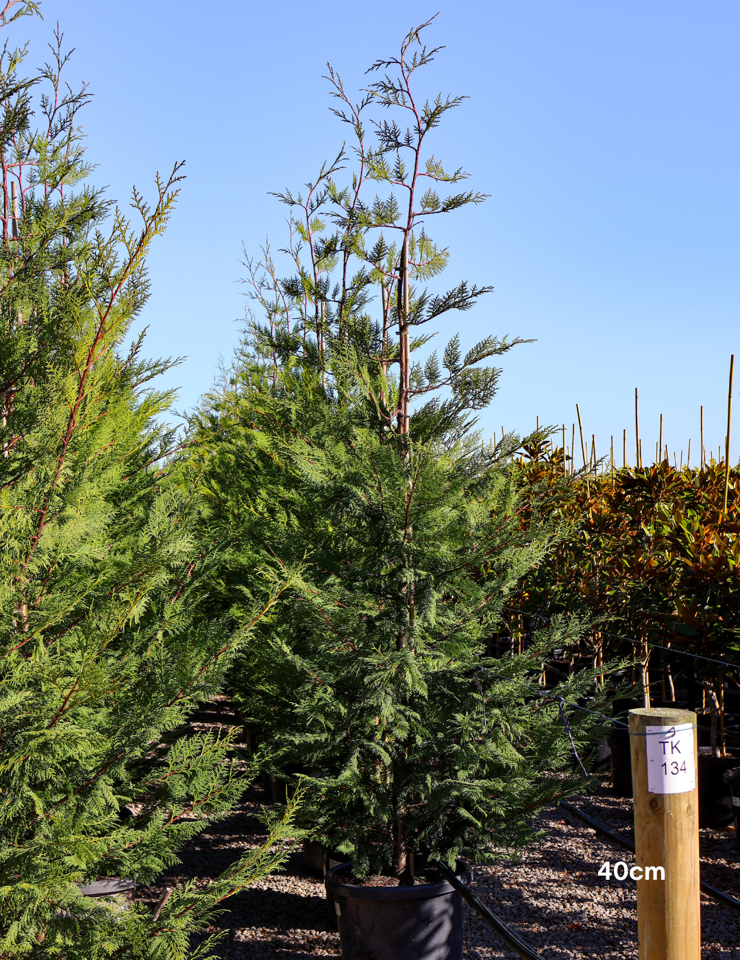 Cupressus leylandii 'Leighton Green' - Evergreen Trees Direct