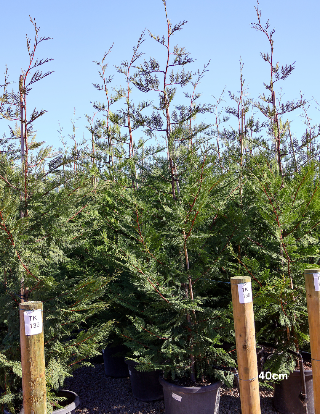 Cupressus leylandii 'Leighton Green' - Evergreen Trees Direct