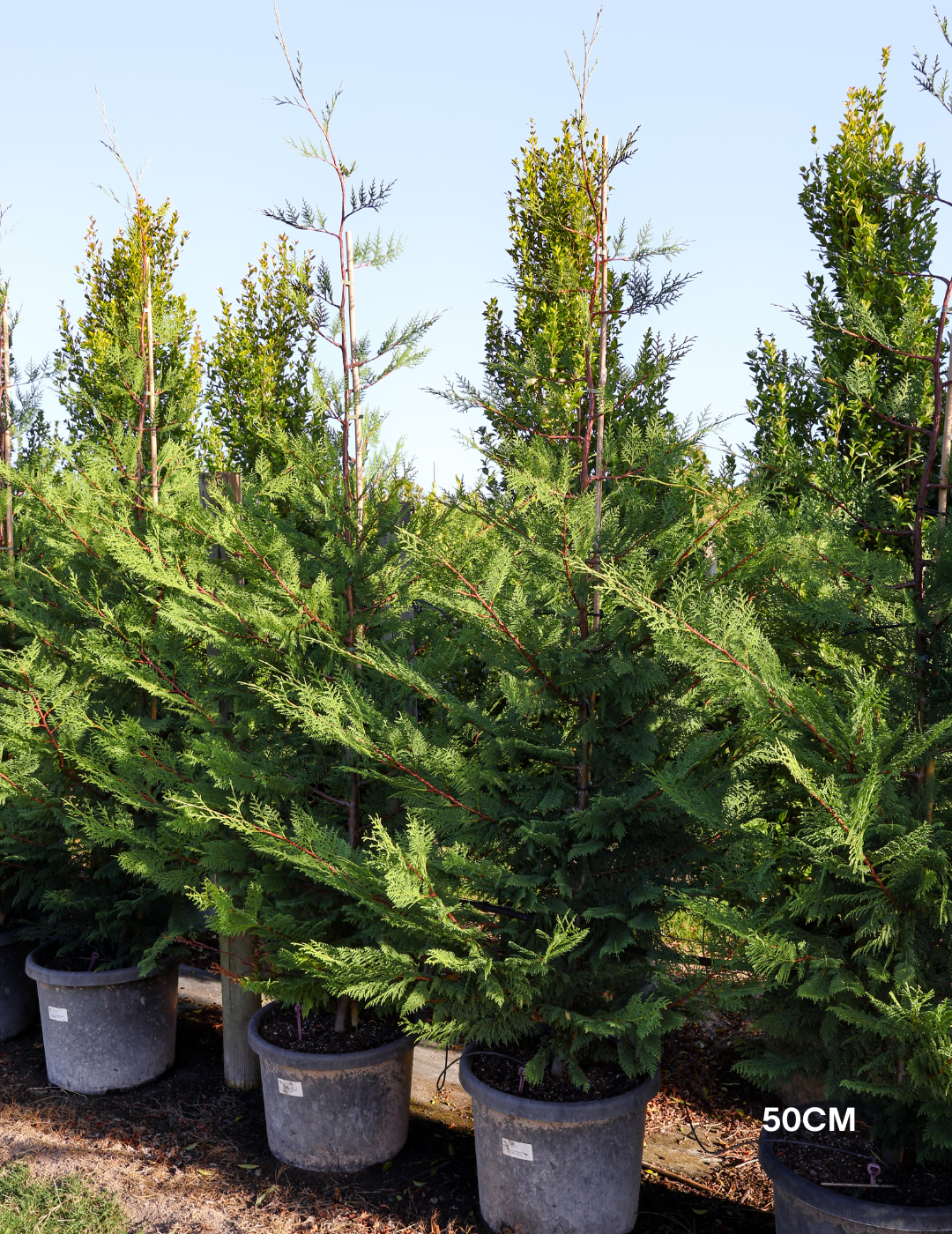 Cupressus leylandii 'Leighton Green' - Evergreen Trees Direct