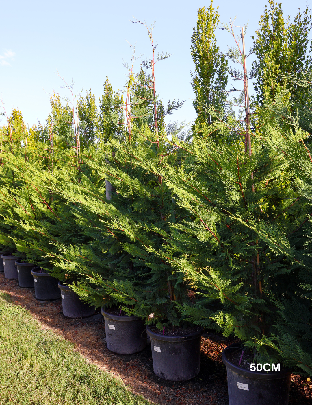 Cupressus leylandii 'Leighton Green' - Evergreen Trees Direct
