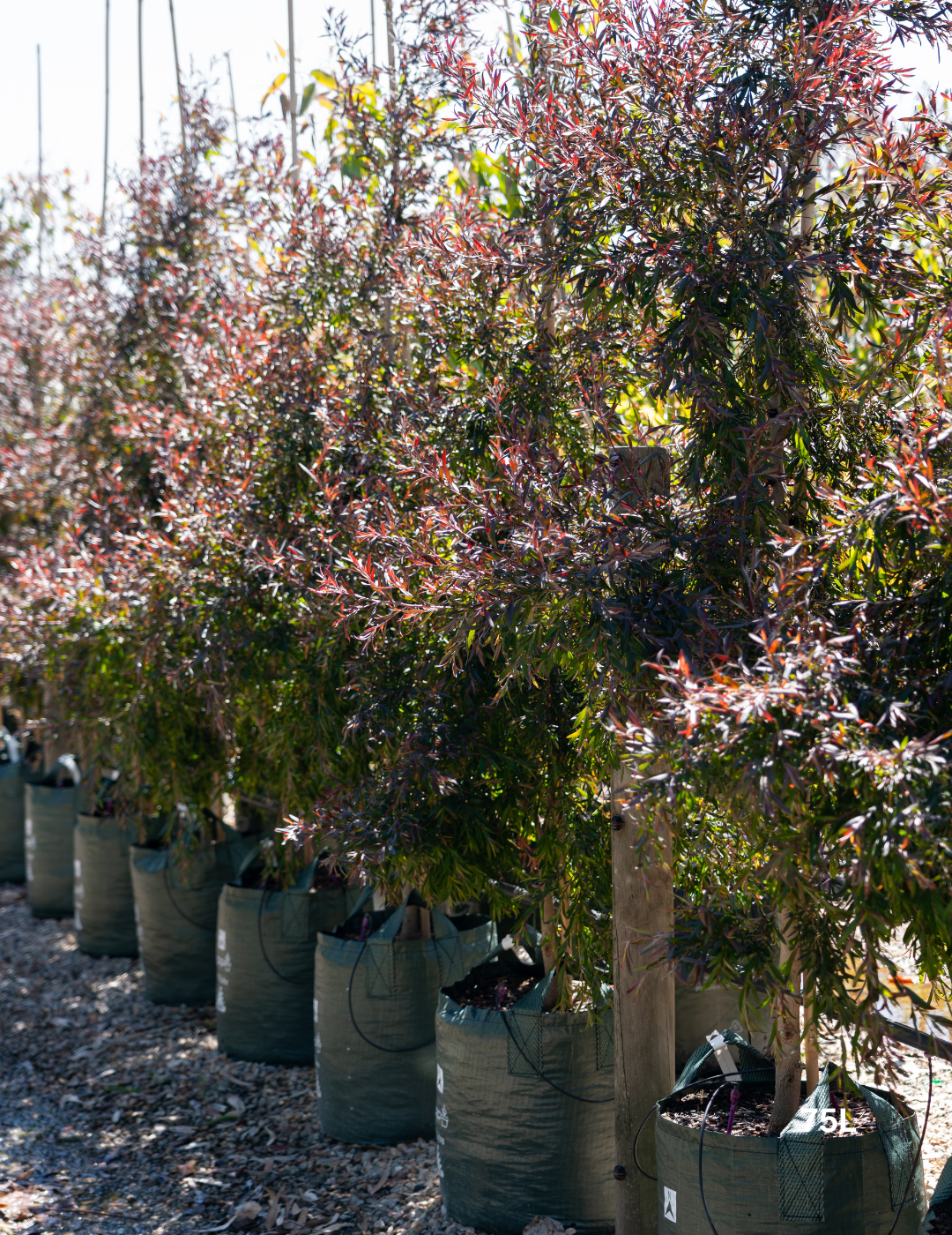 Leptospermum obovatum 'Starry Night' - Evergreen Trees Direct