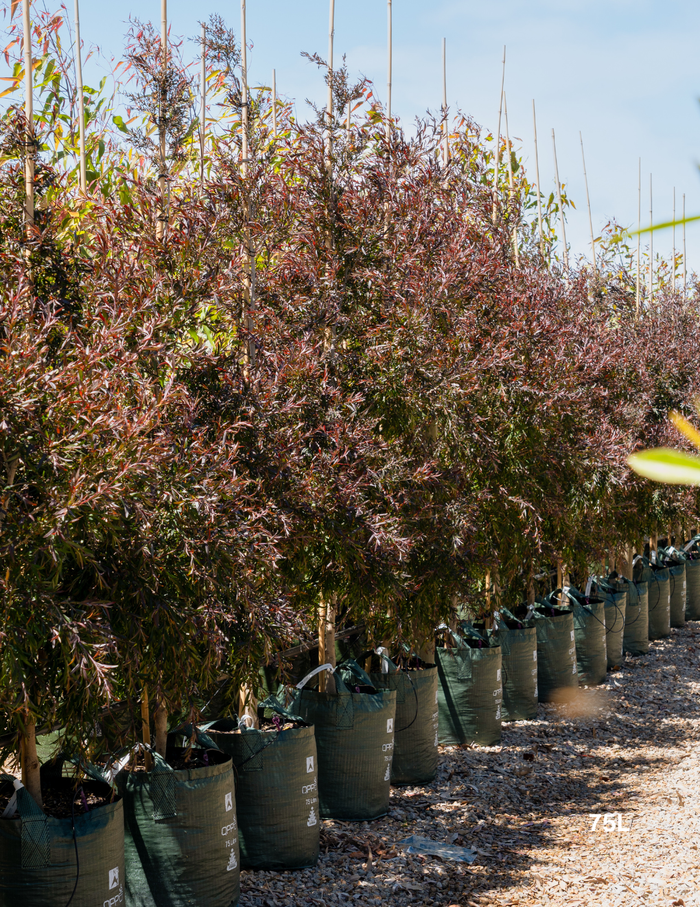 Leptospermum obovatum 'Starry Night' - Evergreen Trees Direct