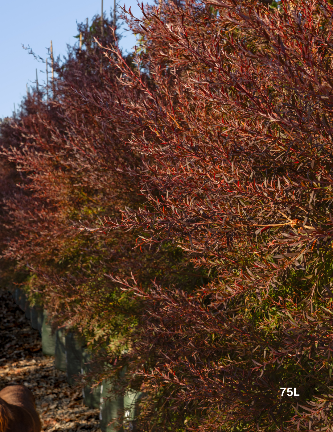 Leptospermum obovatum 'Starry Night' - Evergreen Trees Direct
