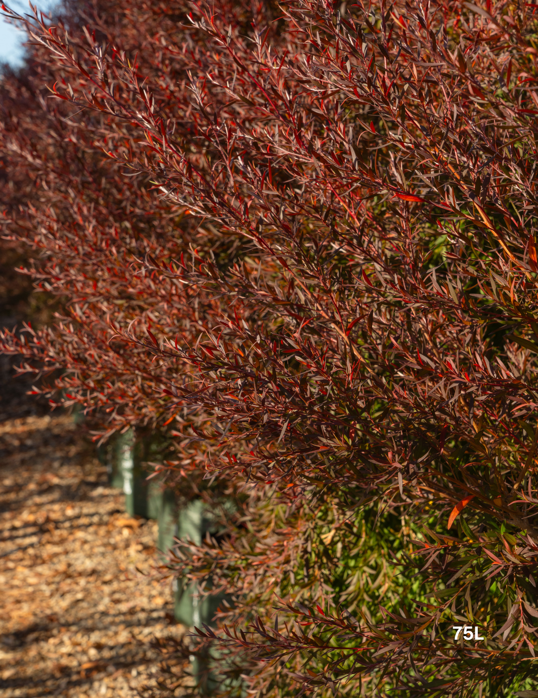 Leptospermum obovatum 'Starry Night' - Evergreen Trees Direct