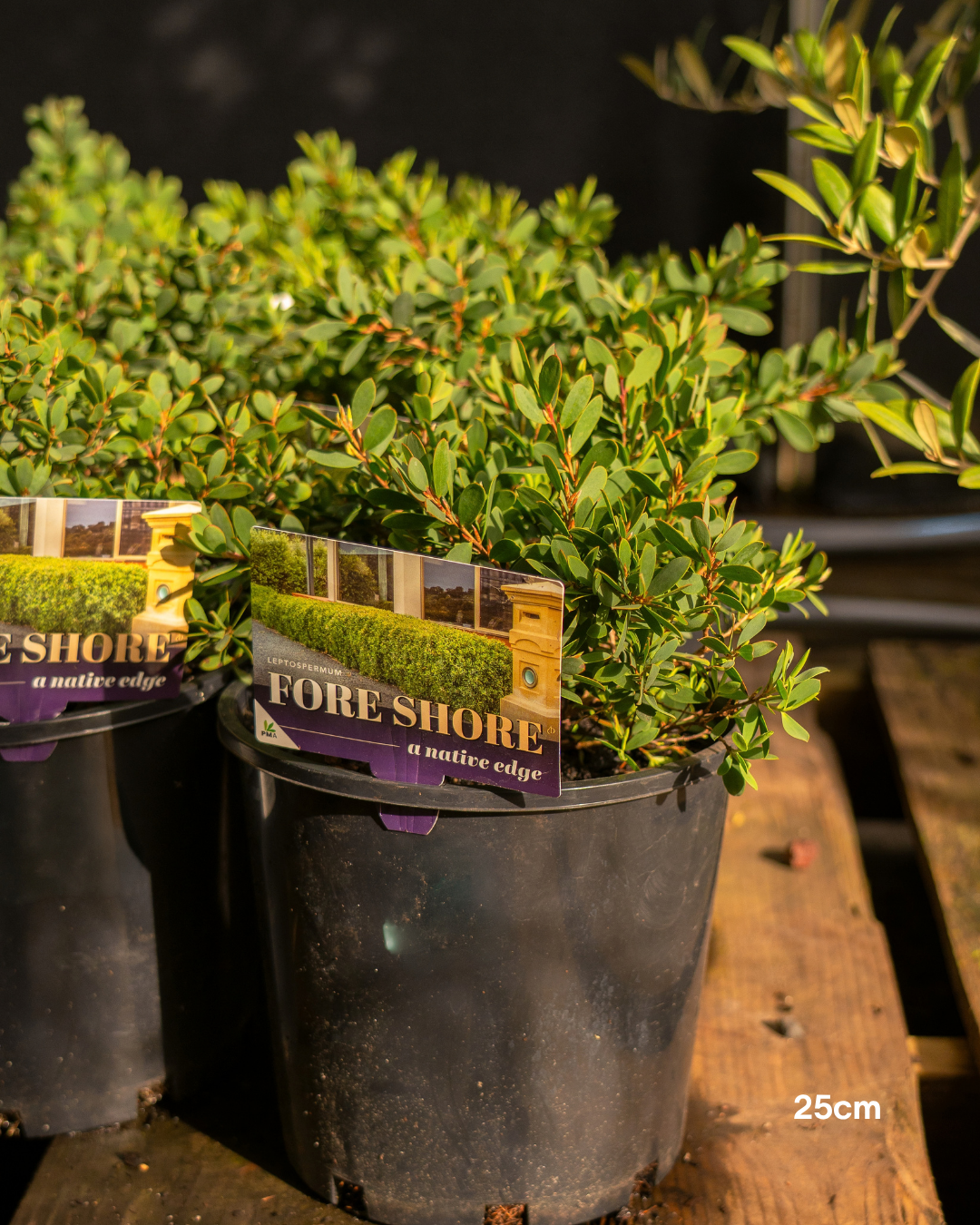Leptospermum 'ForeShore' – Compact Coastal Tea Tree