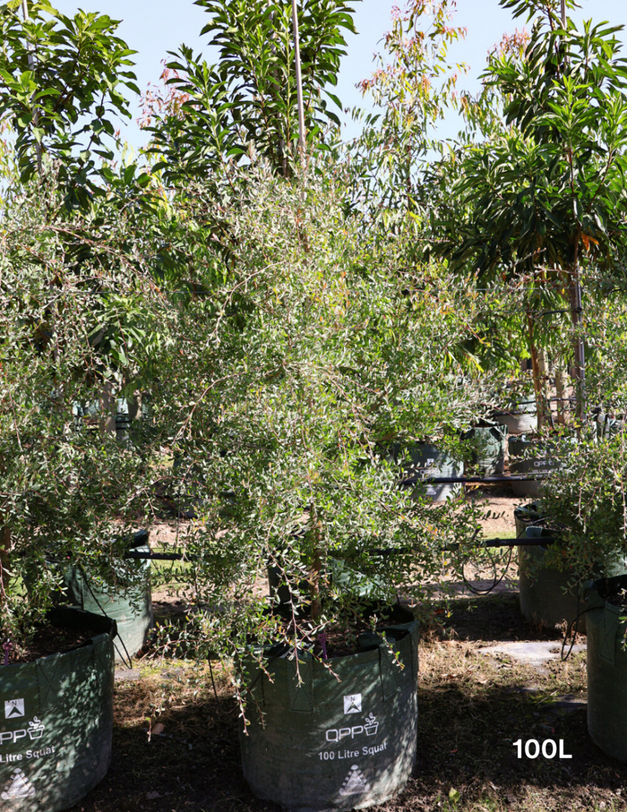 Leptospermum laevigatum - Coastal Tea Tree - Evergreen Trees Direct
