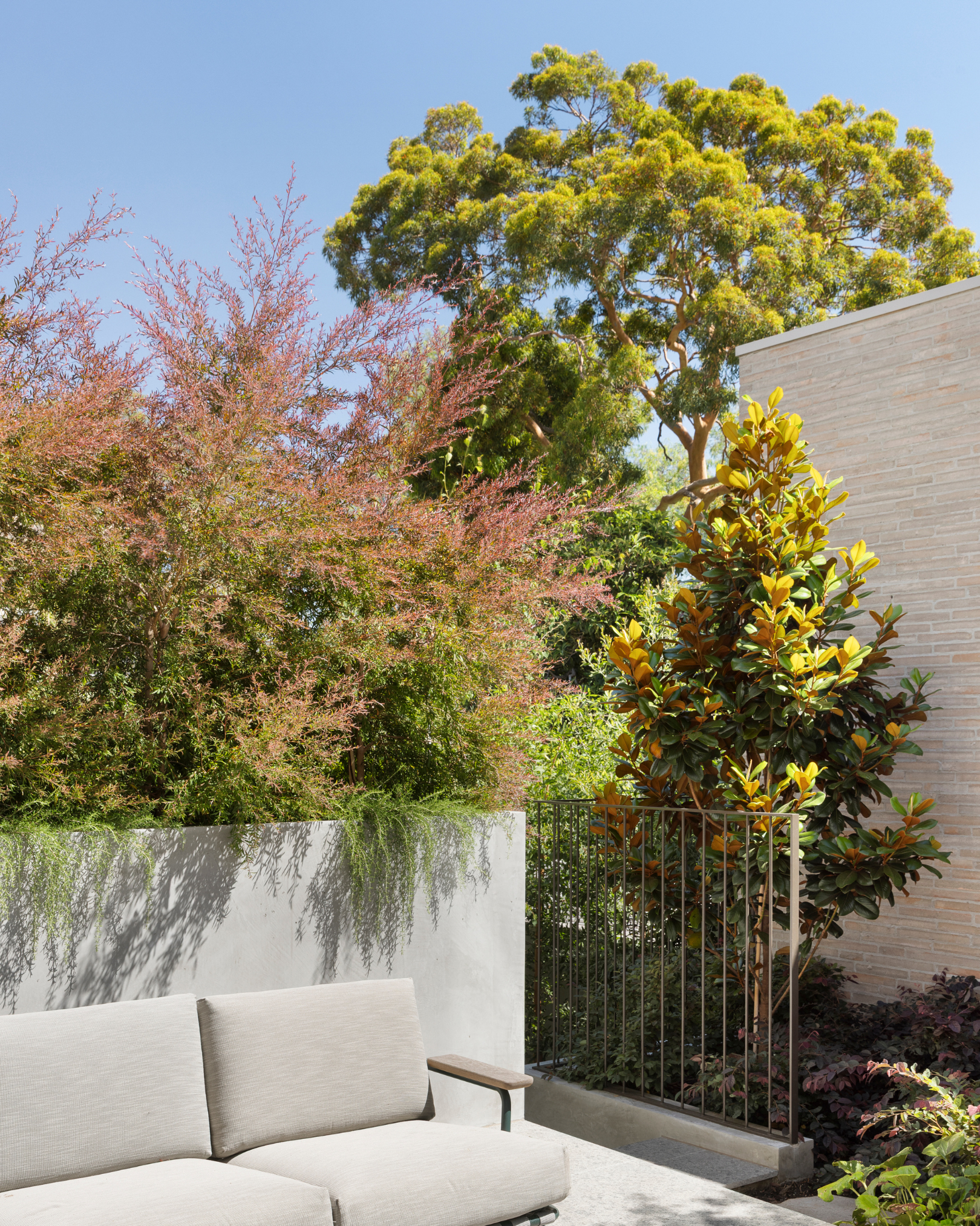 Leptospermum obovatum 'Starry Night' – Starry Night Tea Tree