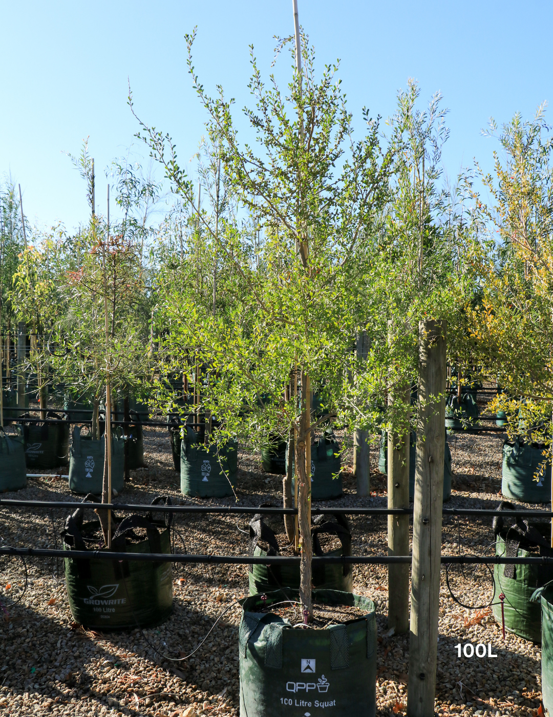 Leptospermum laevigatum - Coastal Tea Tree - Evergreen Trees Direct