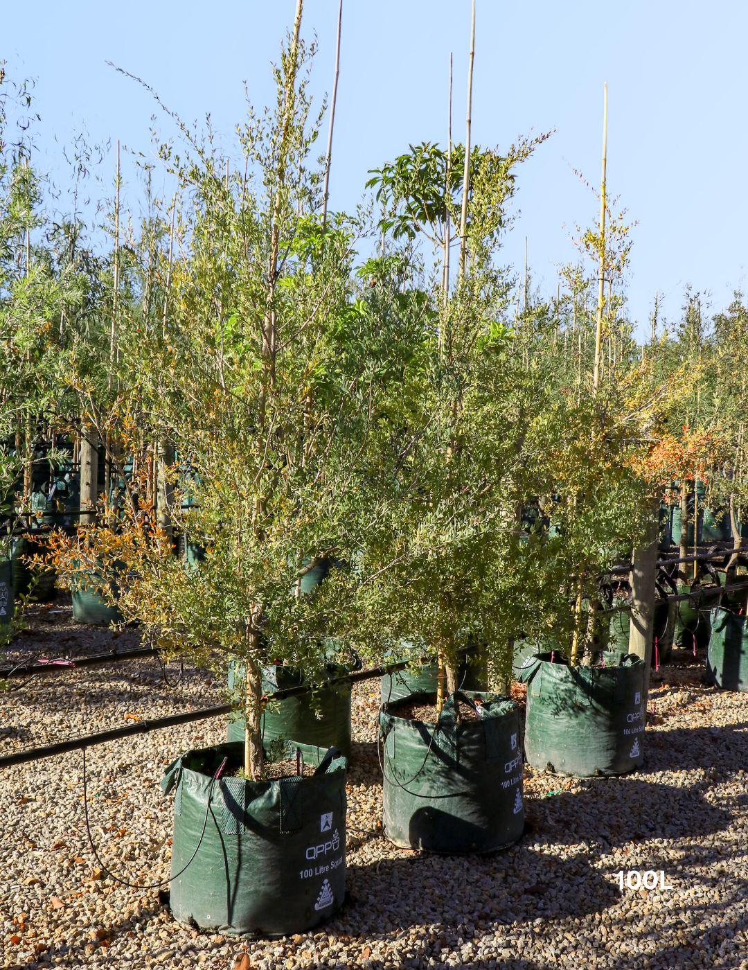 Leptospermum laevigatum - Coastal Tea Tree - Evergreen Trees Direct