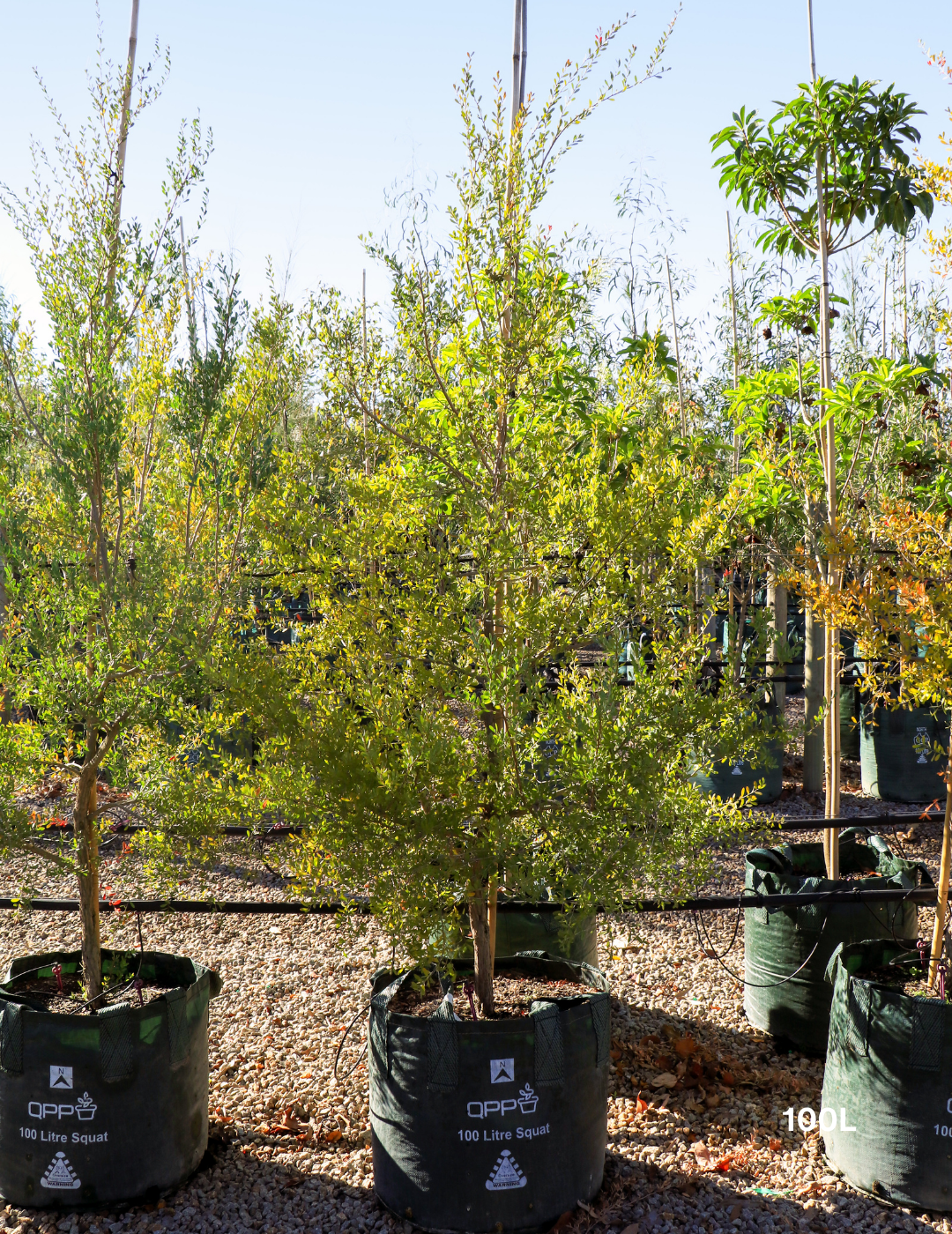 Leptospermum laevigatum - Coastal Tea Tree - Evergreen Trees Direct