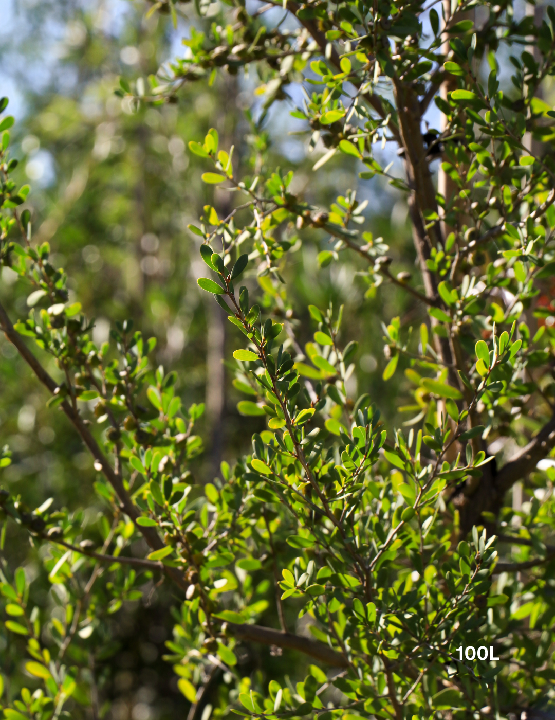Leptospermum laevigatum - Coastal Tea Tree - Evergreen Trees Direct