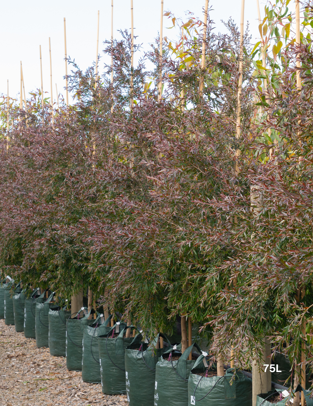 Leptospermum obovatum 'Starry Night' - Evergreen Trees Direct