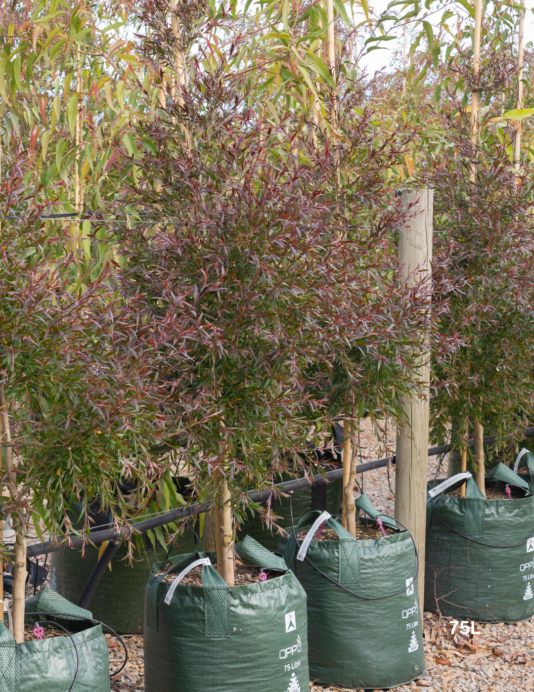 Leptospermum obovatum 'Starry Night' - Evergreen Trees Direct
